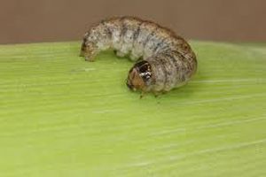 uploads/images/pest/banana cutworm.jpg